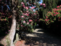 National Botanic Gardens - Kilmacurragh